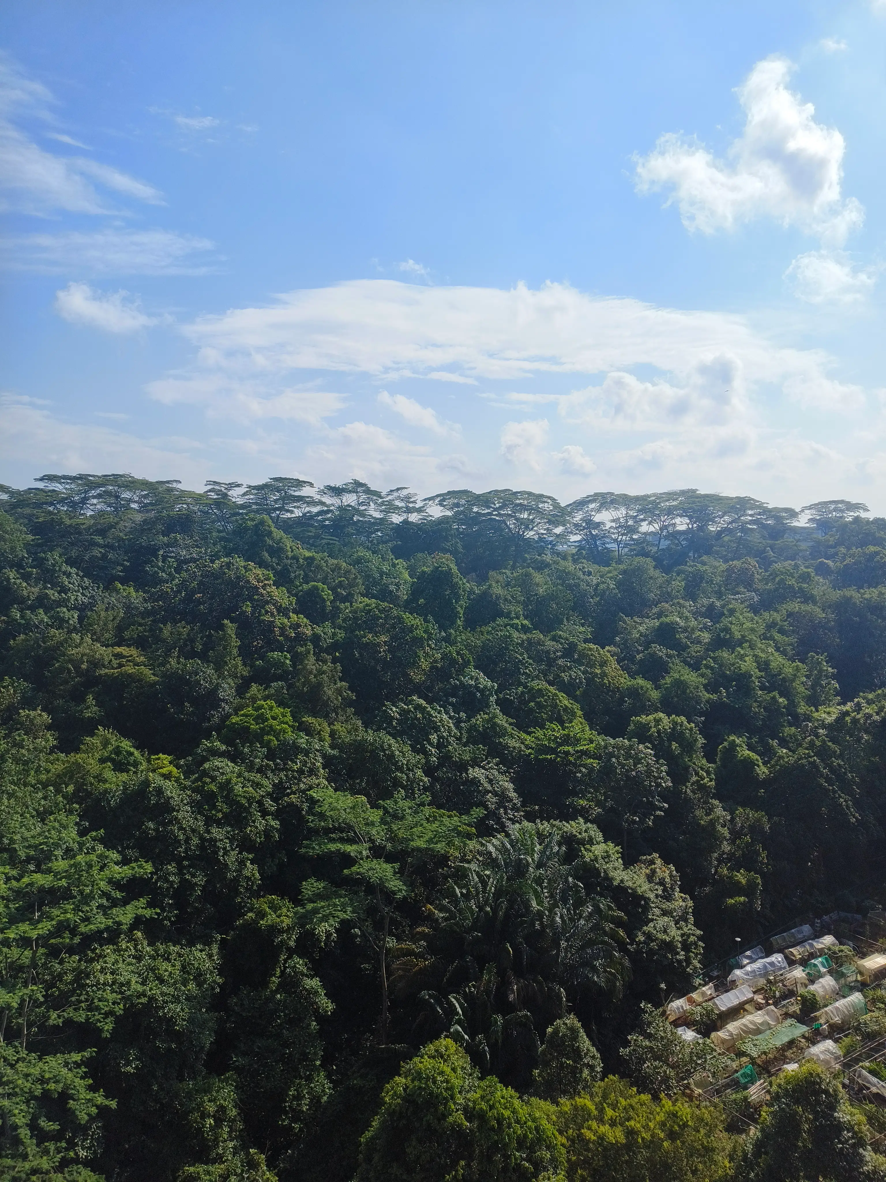 The green canopy of Maju Forest stretching to the horizon under a blue sky, with tall emergent rain-trees on the skyline
